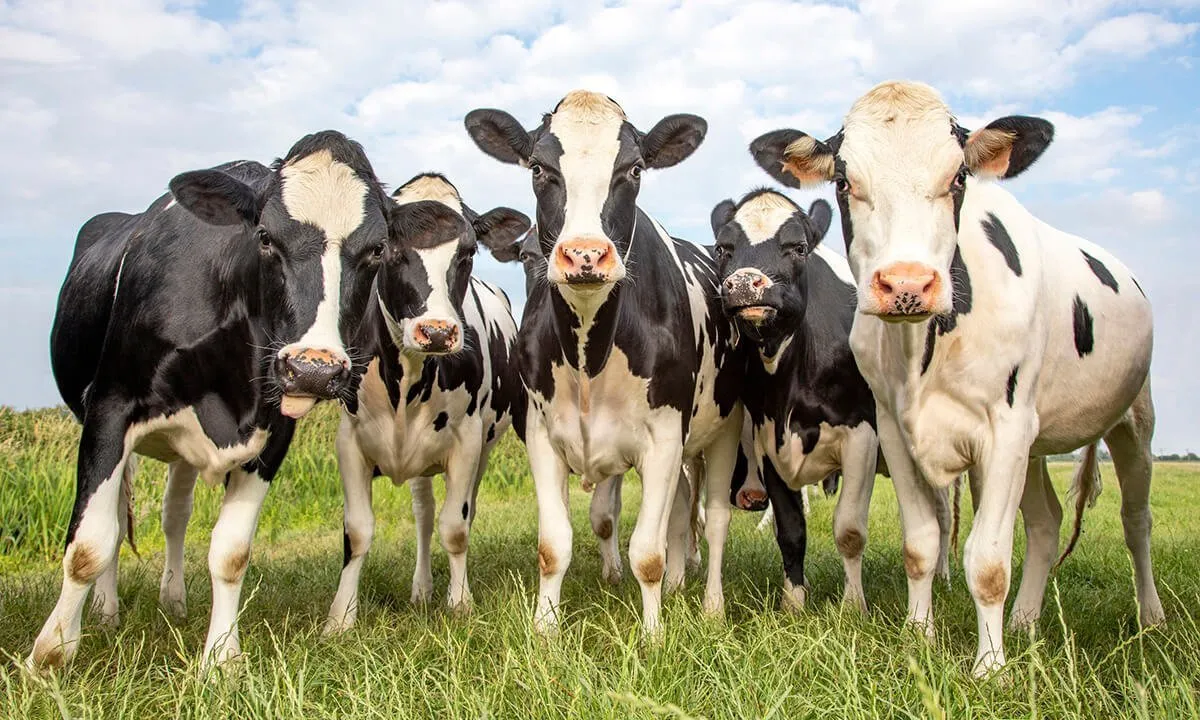 Eco2Dairy Image from iStock 1213727367