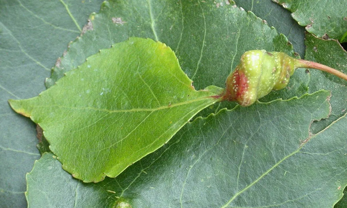 Lombardy Poplar leaf samples had the highest concentrations of TFA in German study; photo by Lenny Worthington via Wikimedia Commons